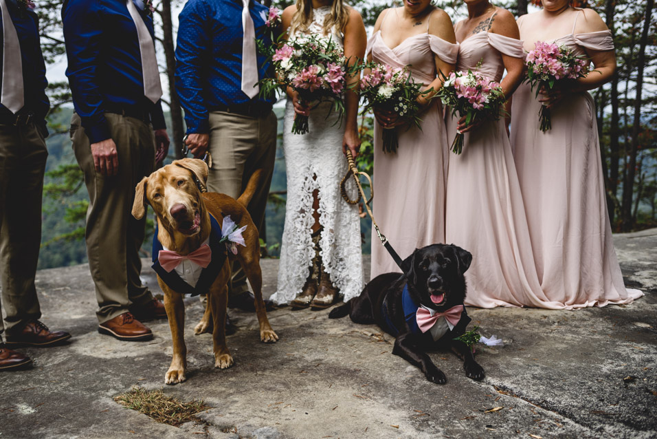 Elopement With Dogs